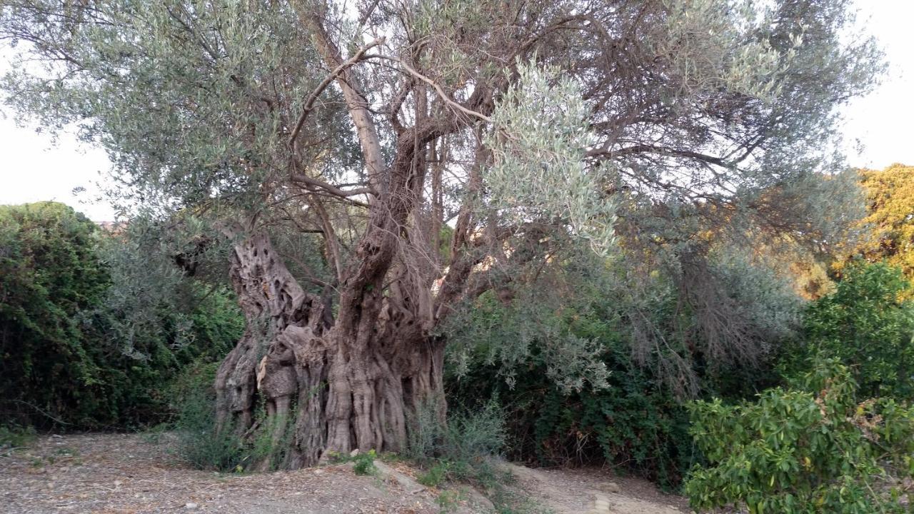 Villa Gli Ulivi di Atena Agrigento Esterno foto