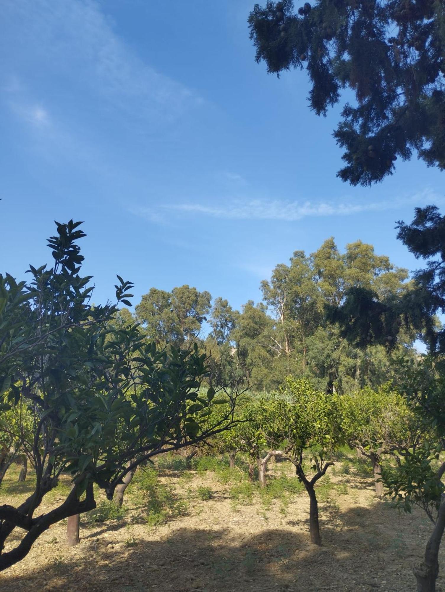 Villa Gli Ulivi di Atena Agrigento Esterno foto