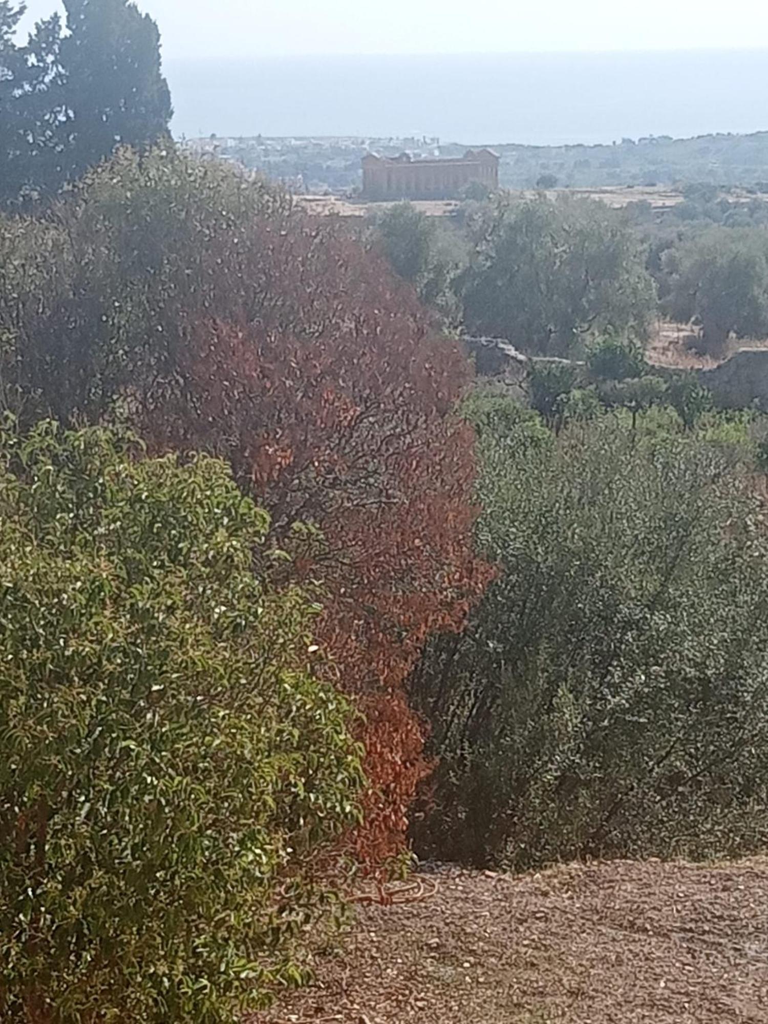 Villa Gli Ulivi di Atena Agrigento Esterno foto